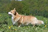 CORGI PEMBROKE 608